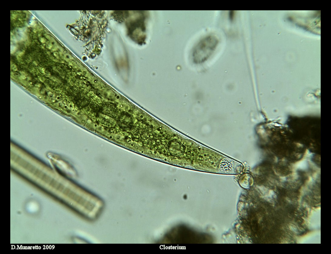 Closterium da identificare